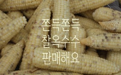 쫀득쫀득 찰옥수수 직거래 합니다!