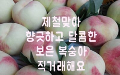 향긋달콤 보은 복숭아 직거래 합니다! (마감됨)