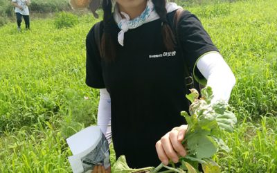 대전천변 LMO유채 조사 했더니!