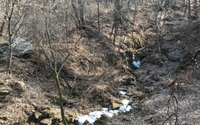 절기 따라 보문산 걷기, 우수에도 즐겁게 보문산을 만났어요!