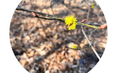 [회원동아리] 절기 따라 보문산 걷기, 청명에는 줍깅으로 같이 해요!