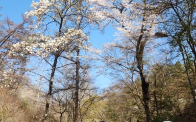 [회원동아리] 청명 절기, 이렇게 아름다운 보문산!